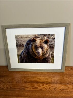 Framed Grizzly Bear Photograph; Wildlife; Photo Size: 9.5" x 7.5"
